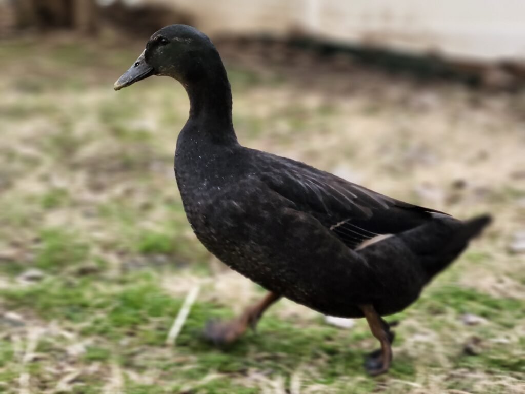 duck personalities