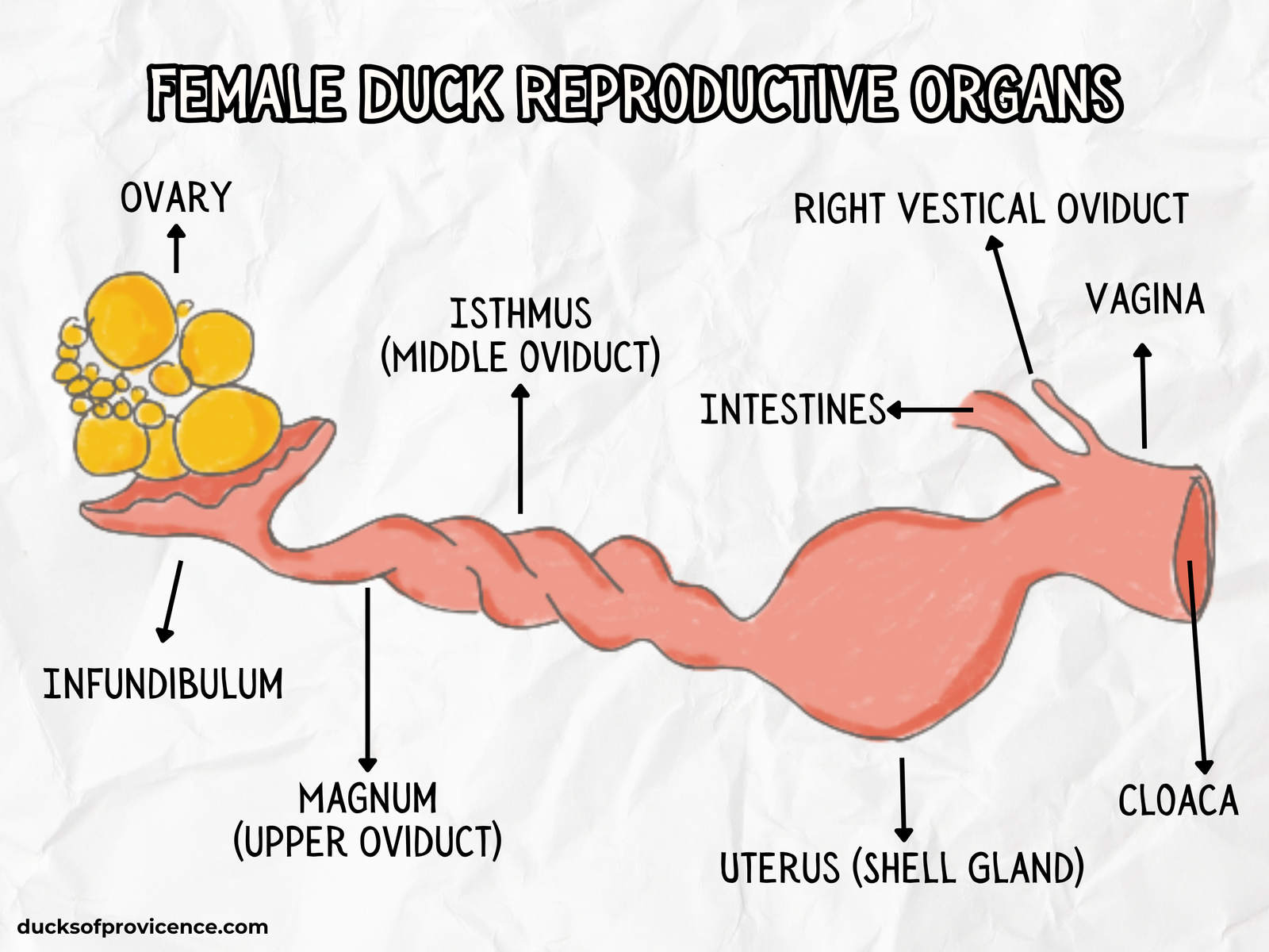 female duck reproductive system