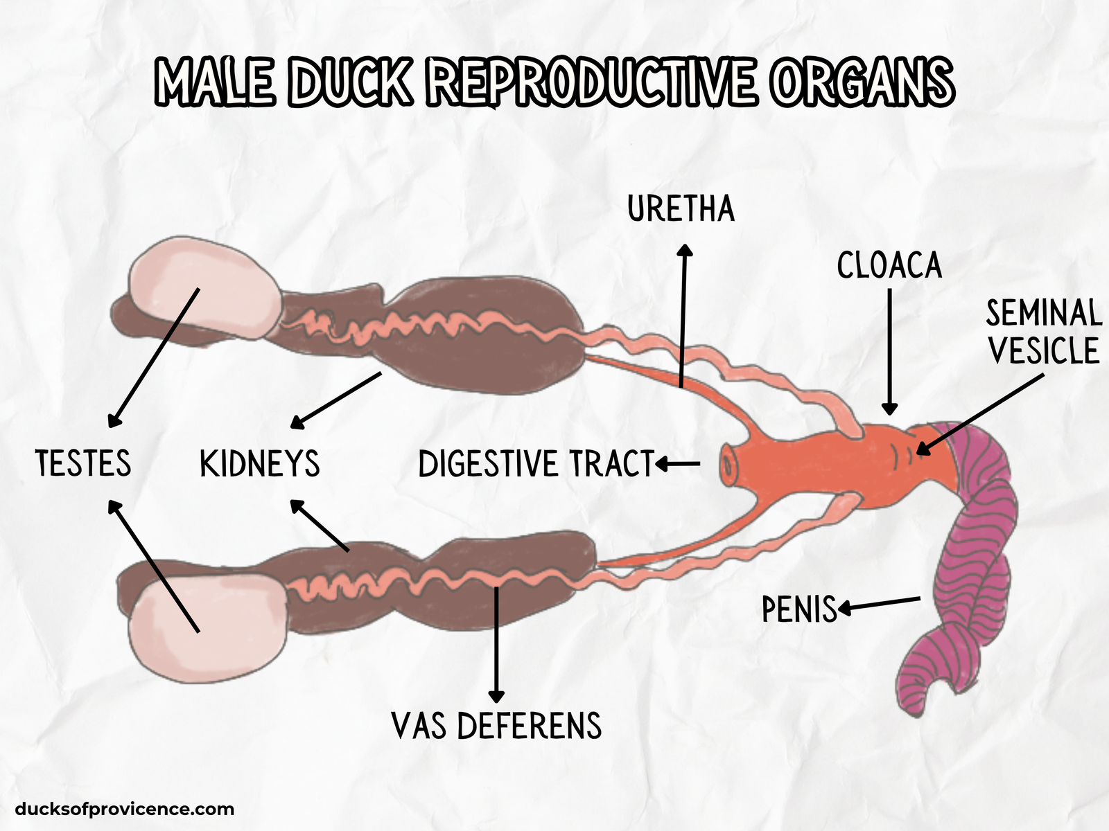 male duck reproductive system