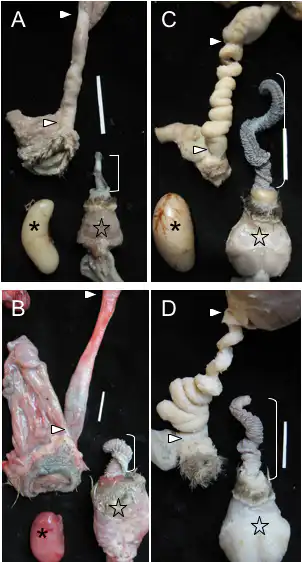 Examples of genital covariation in waterfowl. Male and Female reproductive organs 