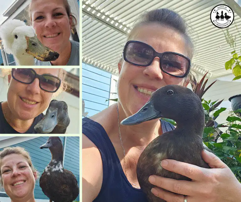 Lessons from Raising Ducks