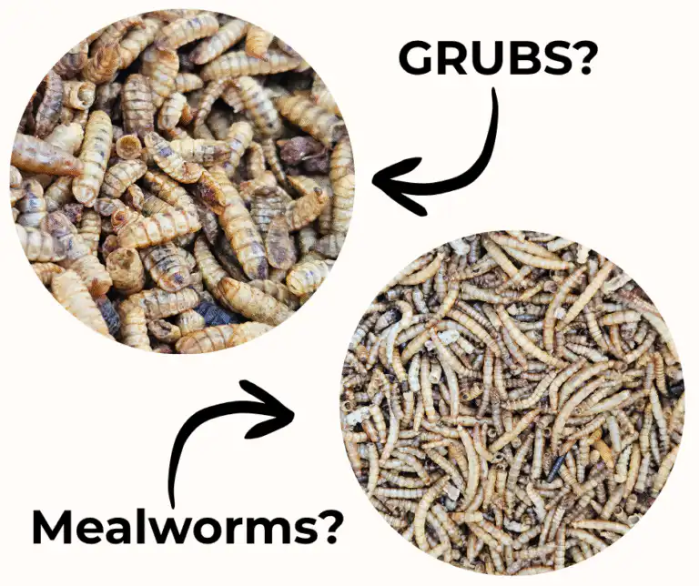 Mealworms and Grubs for Ducks