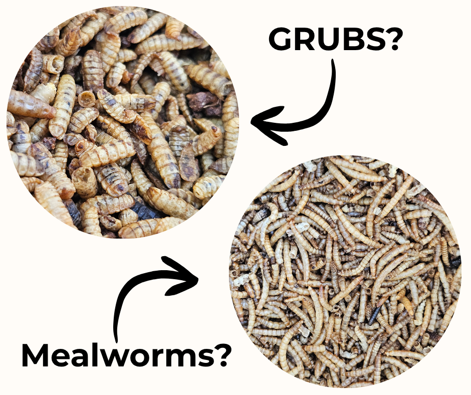 Mealworms and Grubs for Ducks