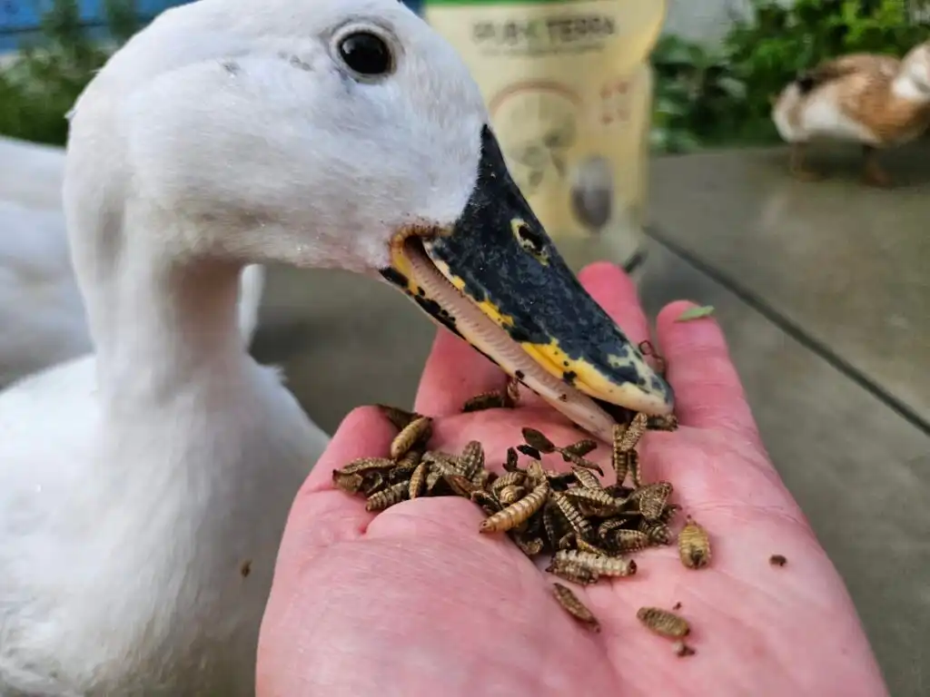 duck eating grubs from hand