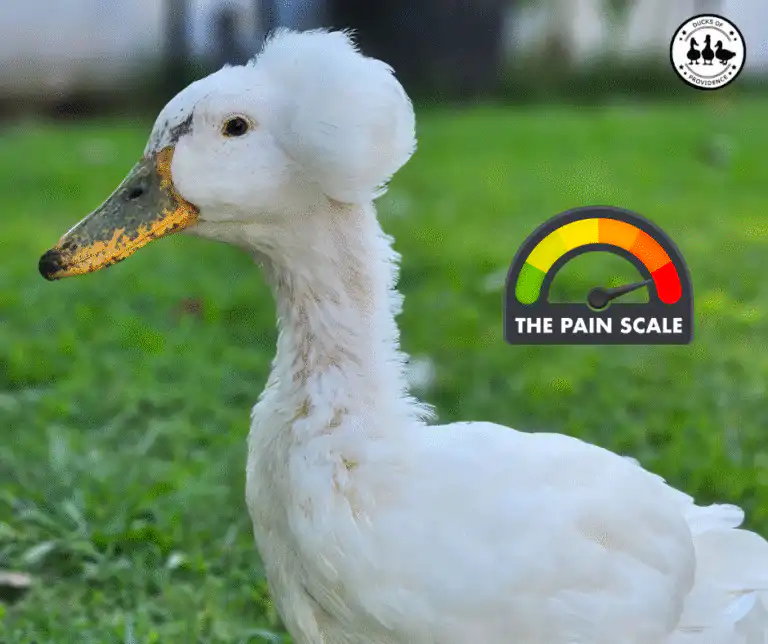 pain in ducks