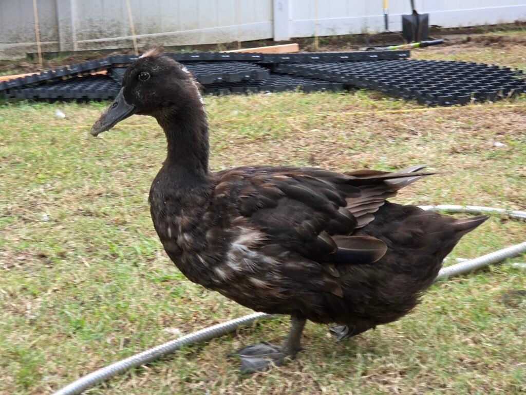 ruffled feathers duck
