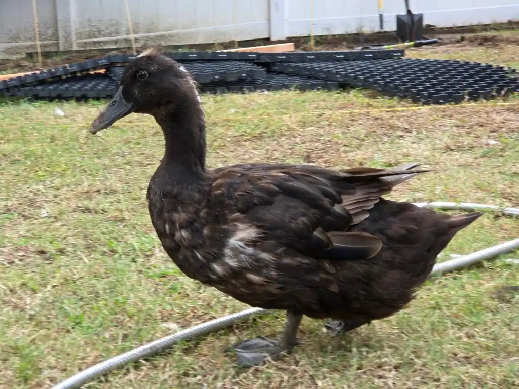 ruffled feathers duck
