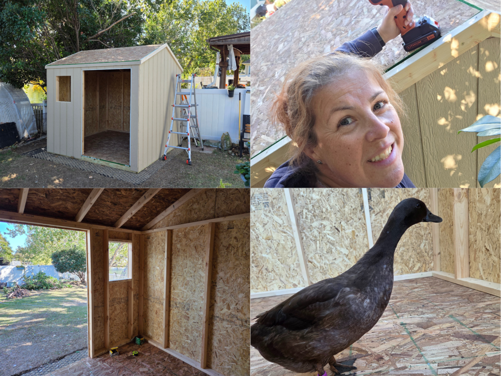 DIY duck shed assembly