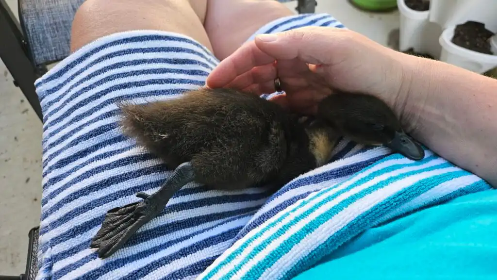 imprinting of a duckling