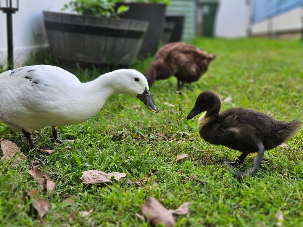introducing a duckling to the flock