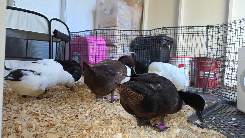 ducks in shed