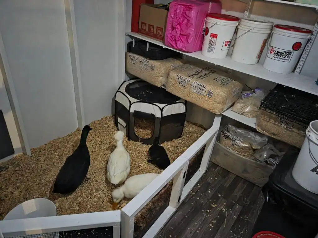 ducks in shed
