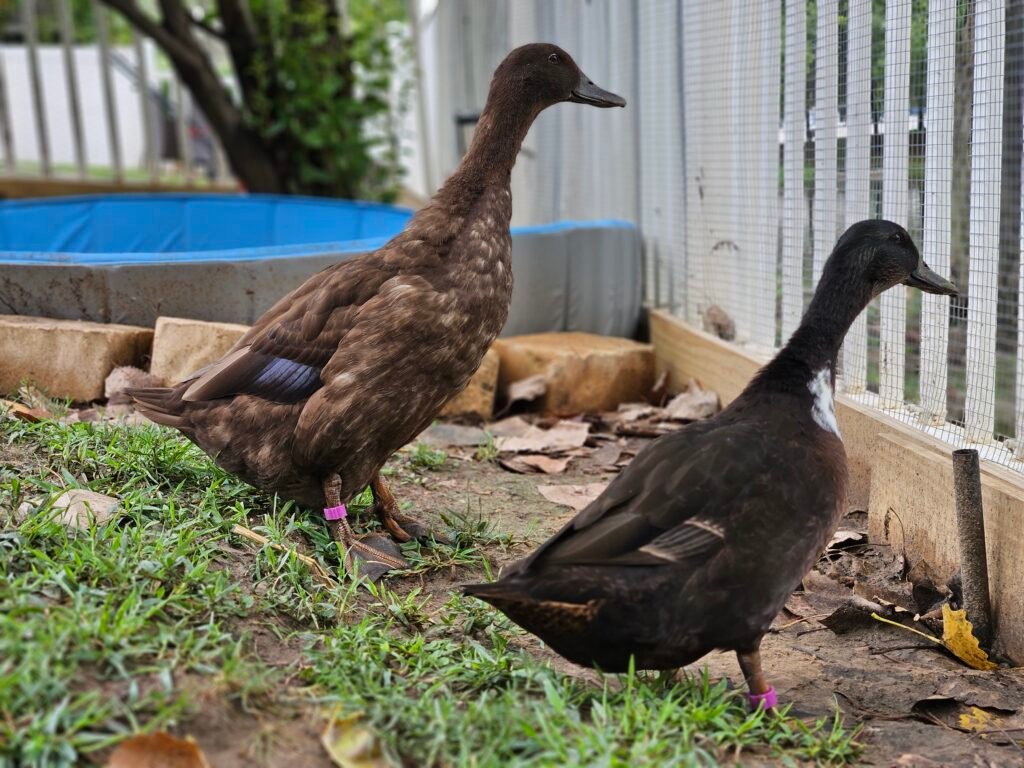 Alert and Watchful Posture - Duck body language
