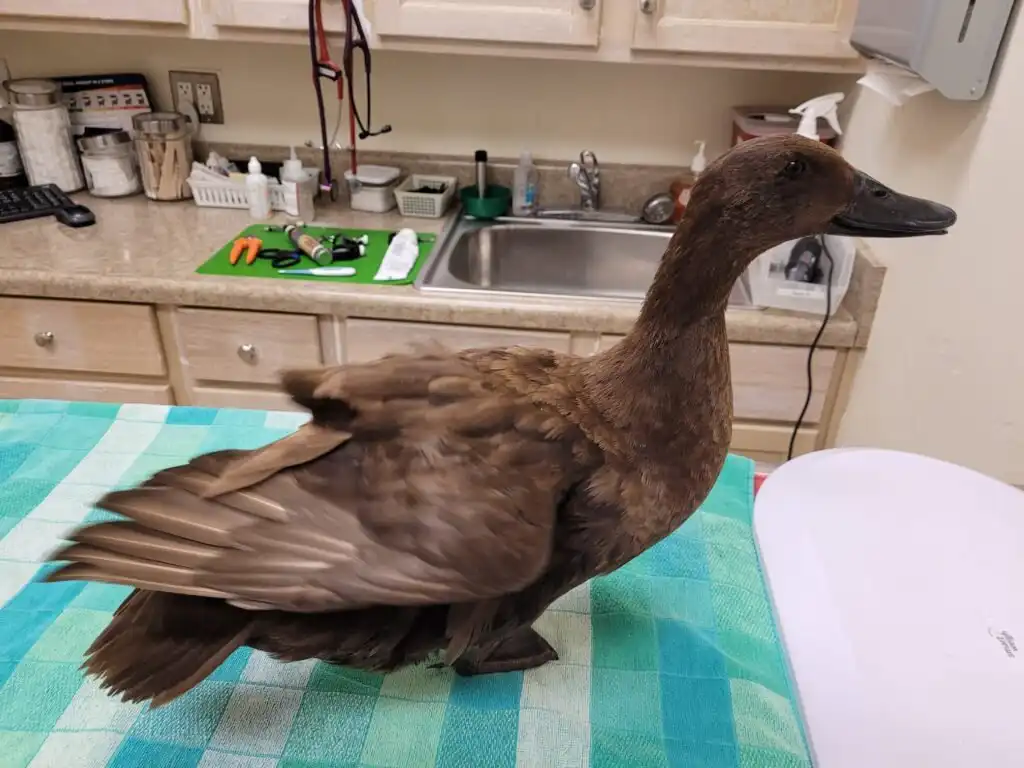 wing twitching - duck body language

