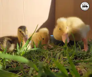 Coop Prep for Ducklings