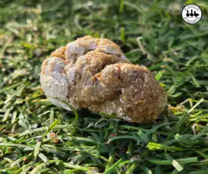 learn about duck poop