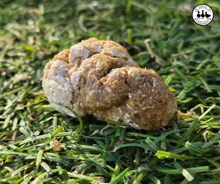 learn about duck poop