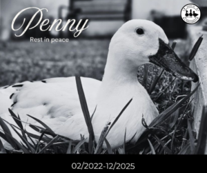 In Loving Memory of Penny