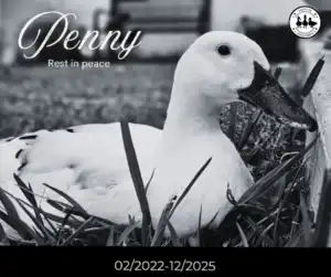 In Loving Memory of Penny