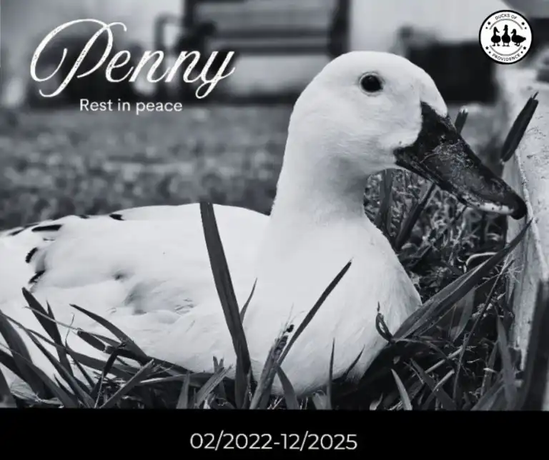 In Loving Memory of Penny