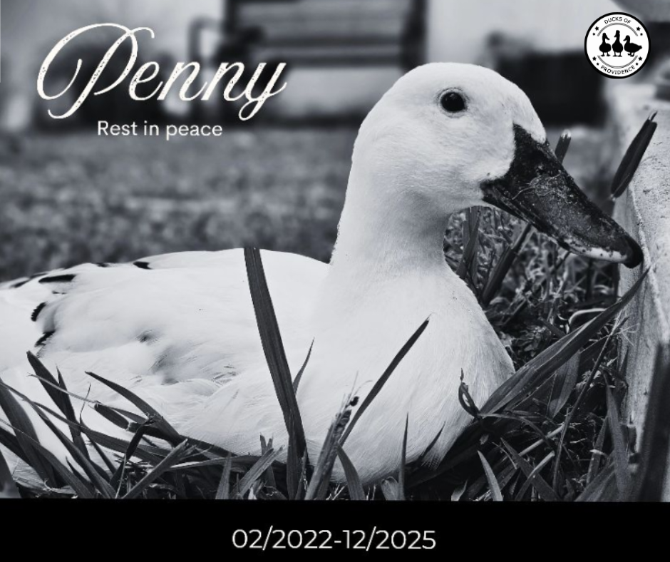 In Loving Memory of Penny