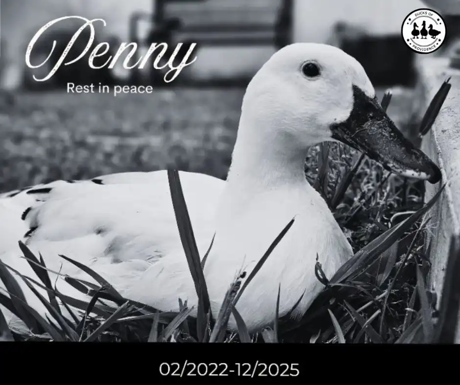 In Loving Memory of Penny