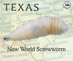 Screwworm Texas Duck