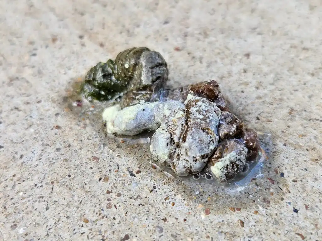 duck droppings