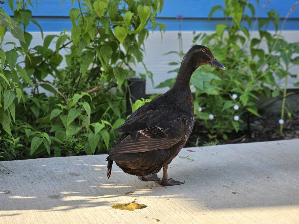 duck that has just pooped