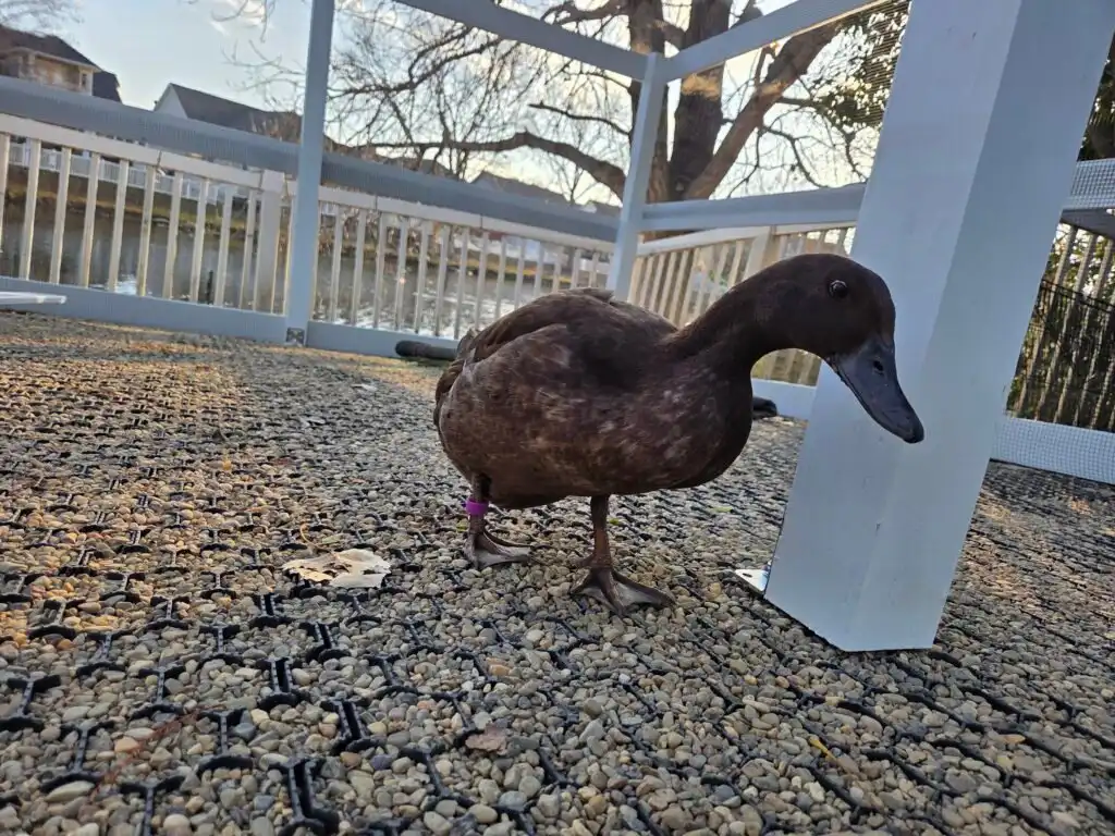 building the new duck run