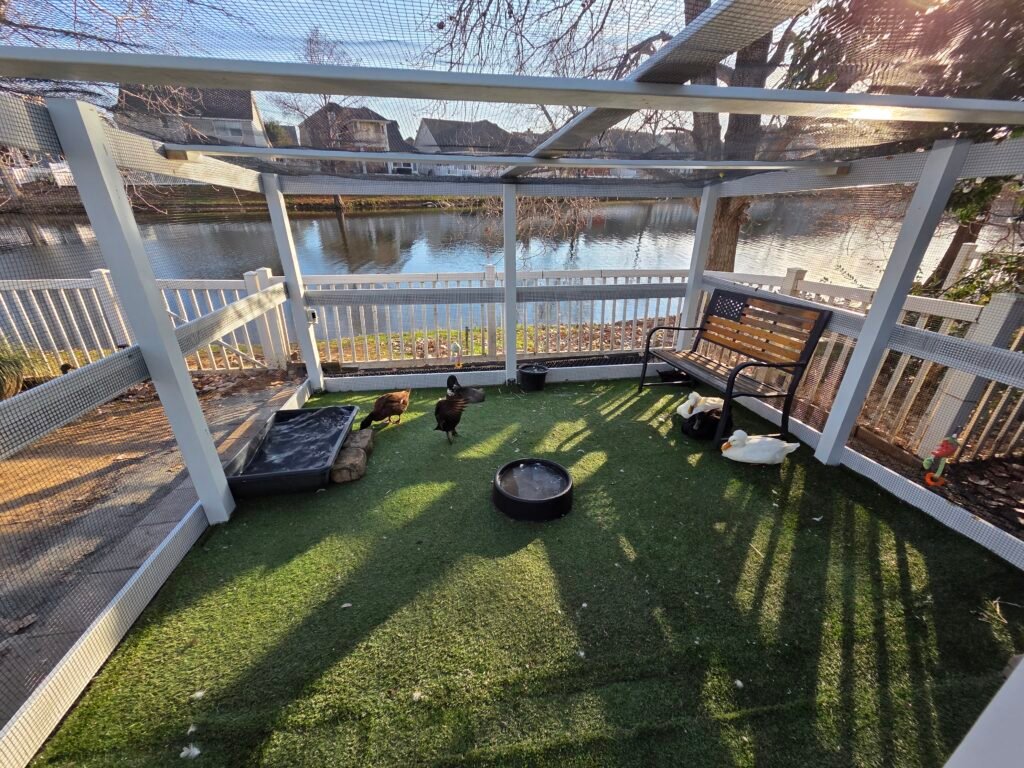 building the new duck run