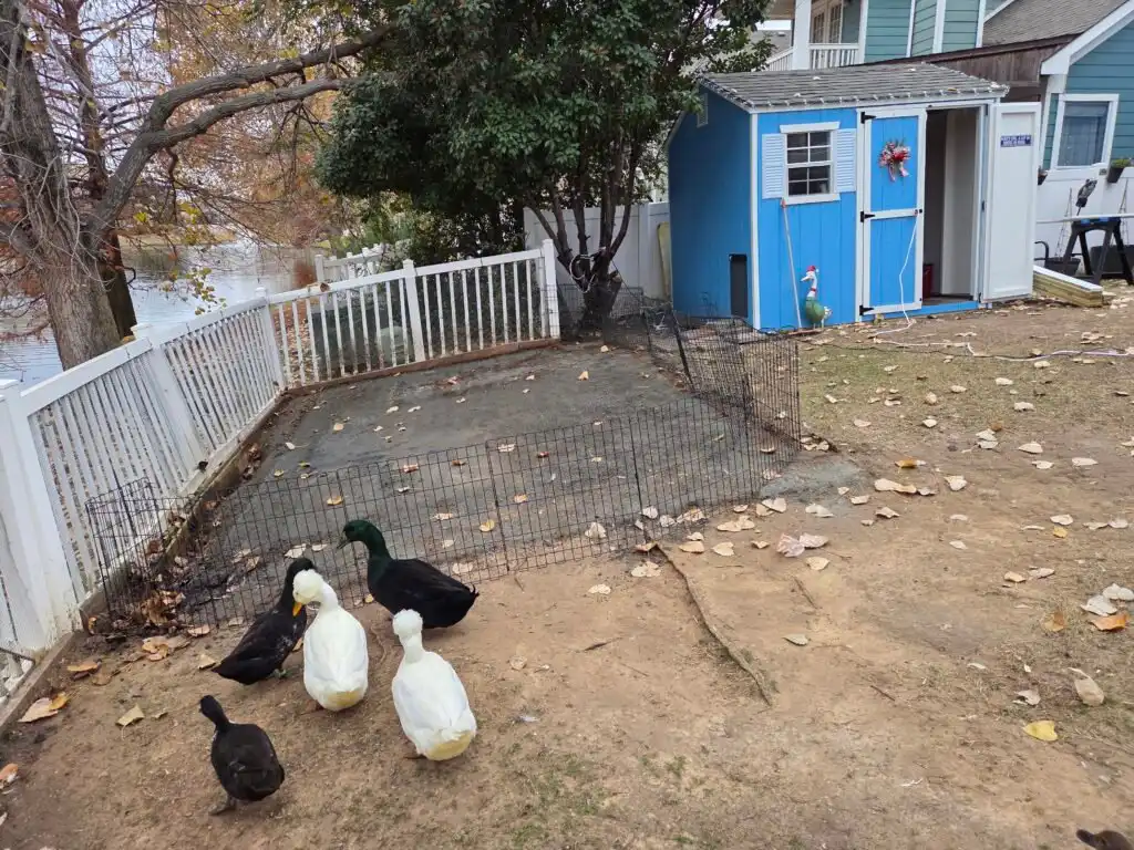 building the new duck run