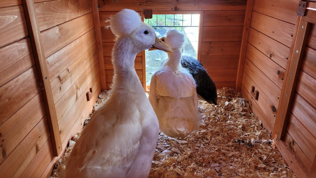 teenage ducks in their coop