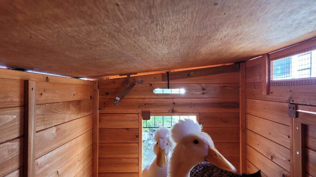 Ventilation in duck coop