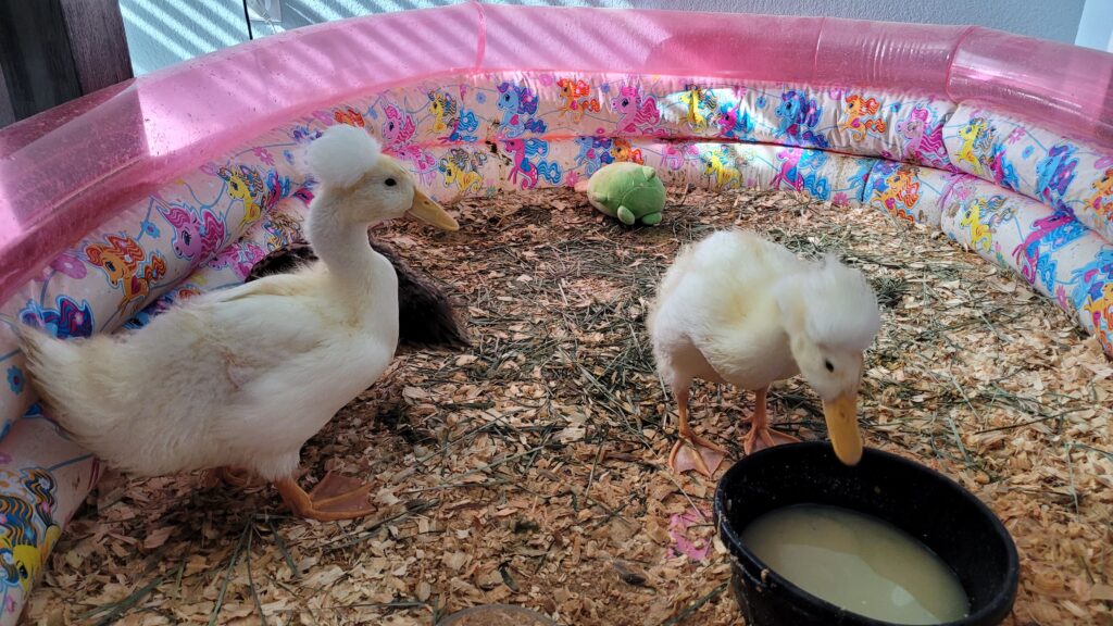 duckling brooder setup