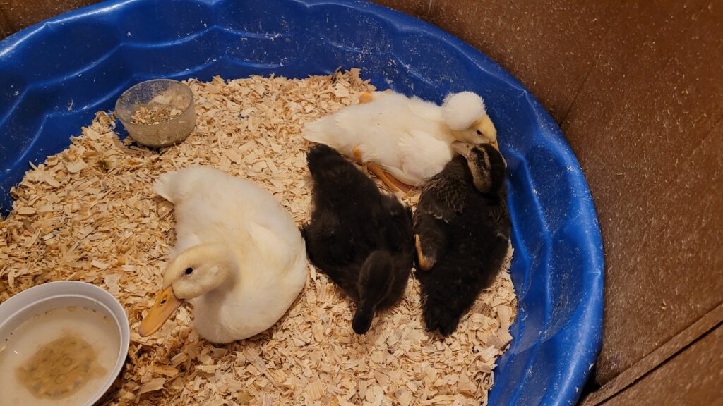duckling brooder setup: a plastic kiddie pool