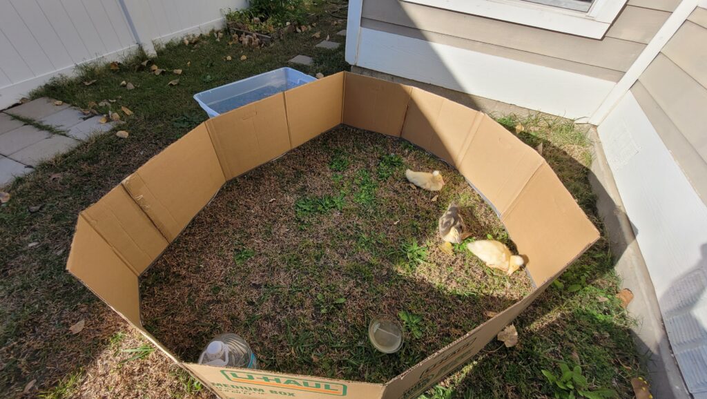 hardening off phase for ducklings