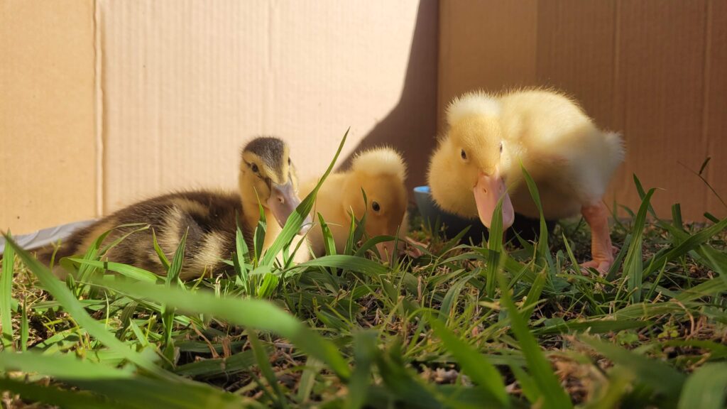 ducklings enjoying outdoor time