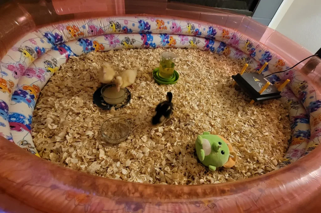 inflatable kiddie pool as brooder setup for growing ducklings