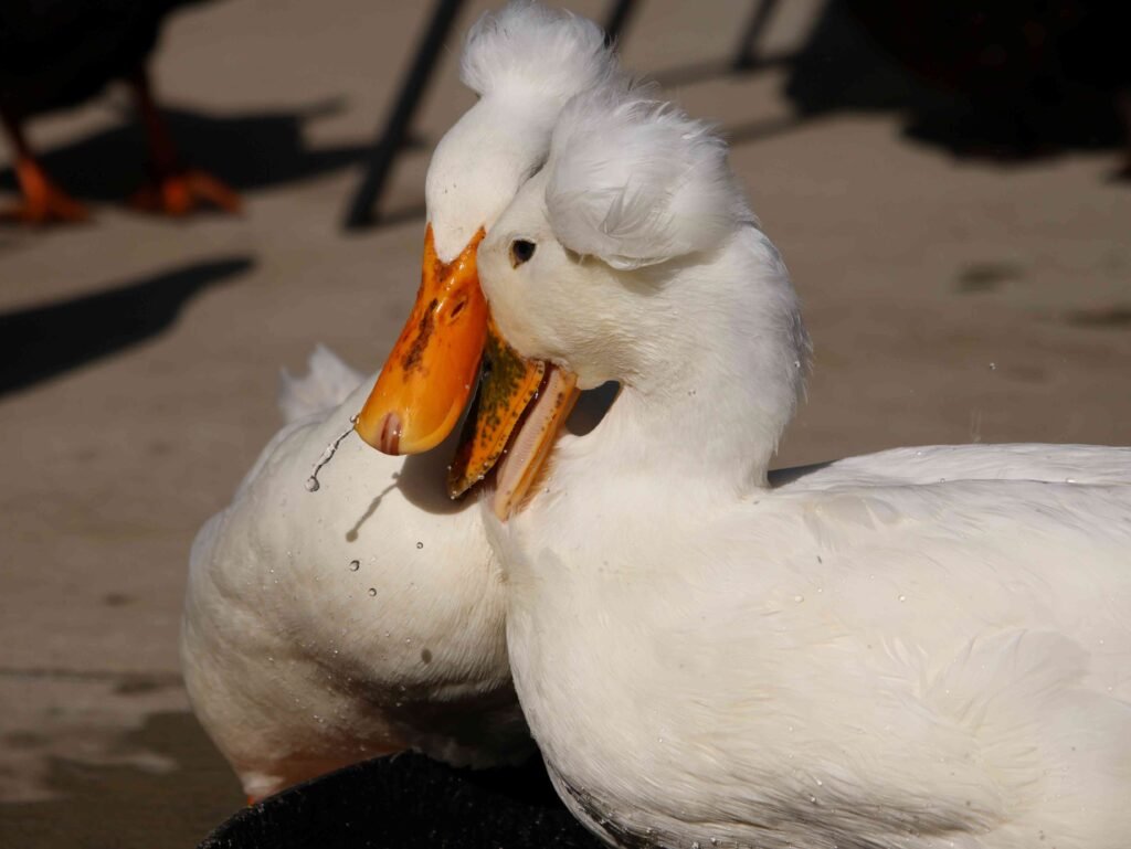 ducks establishing pecking order