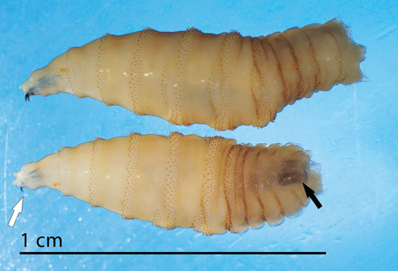 two third instar C. hominivorax larvae presented in lateral view (top) and dorso-lateral view (bottom). Note the sharp, curved mouth hooks on the anterior end (white arrow) the dark tracheal trunks faintly visible through the body wall at the posterior end.