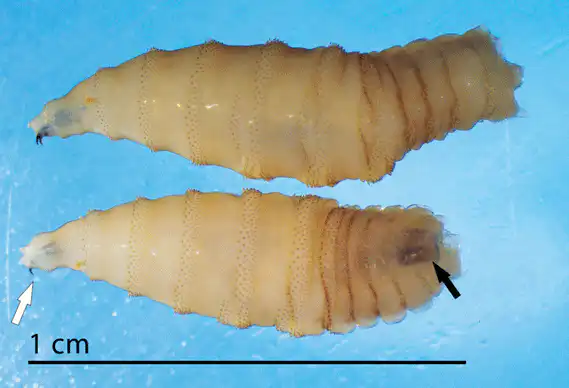 two third instar C. hominivorax larvae presented in lateral view (top) and dorso-lateral view (bottom). Note the sharp, curved mouth hooks on the anterior end (white arrow) the dark tracheal trunks faintly visible through the body wall at the posterior end.