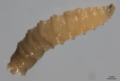 Screwworm larva