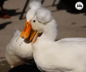 pecking order in ducks