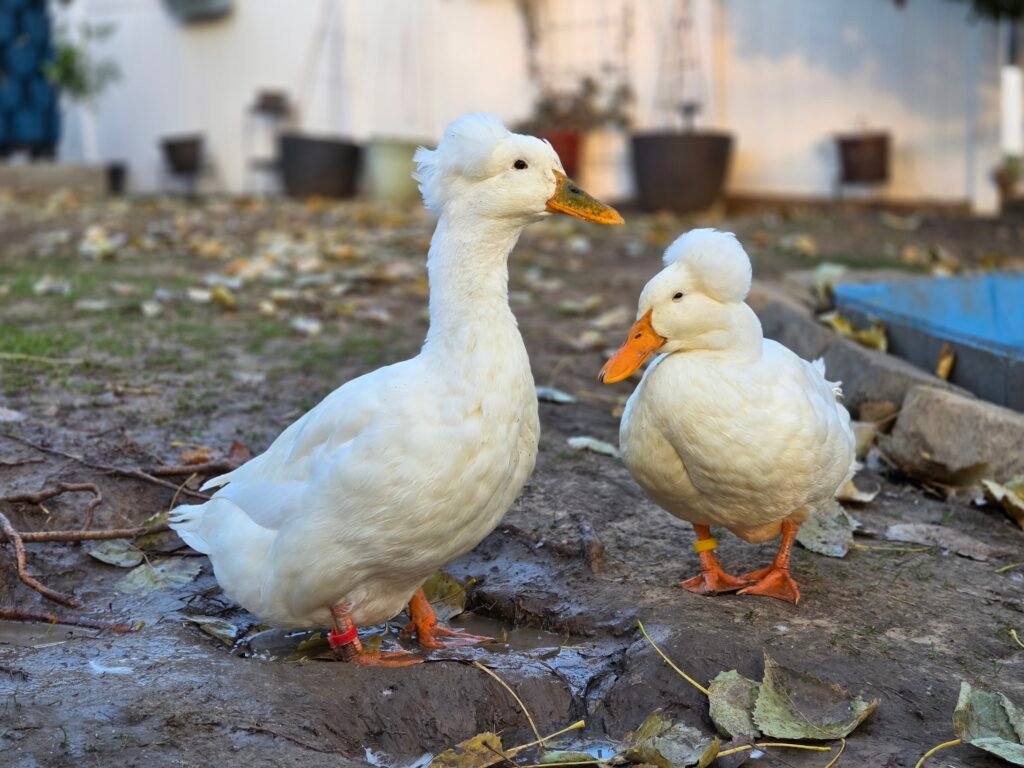 two ducks