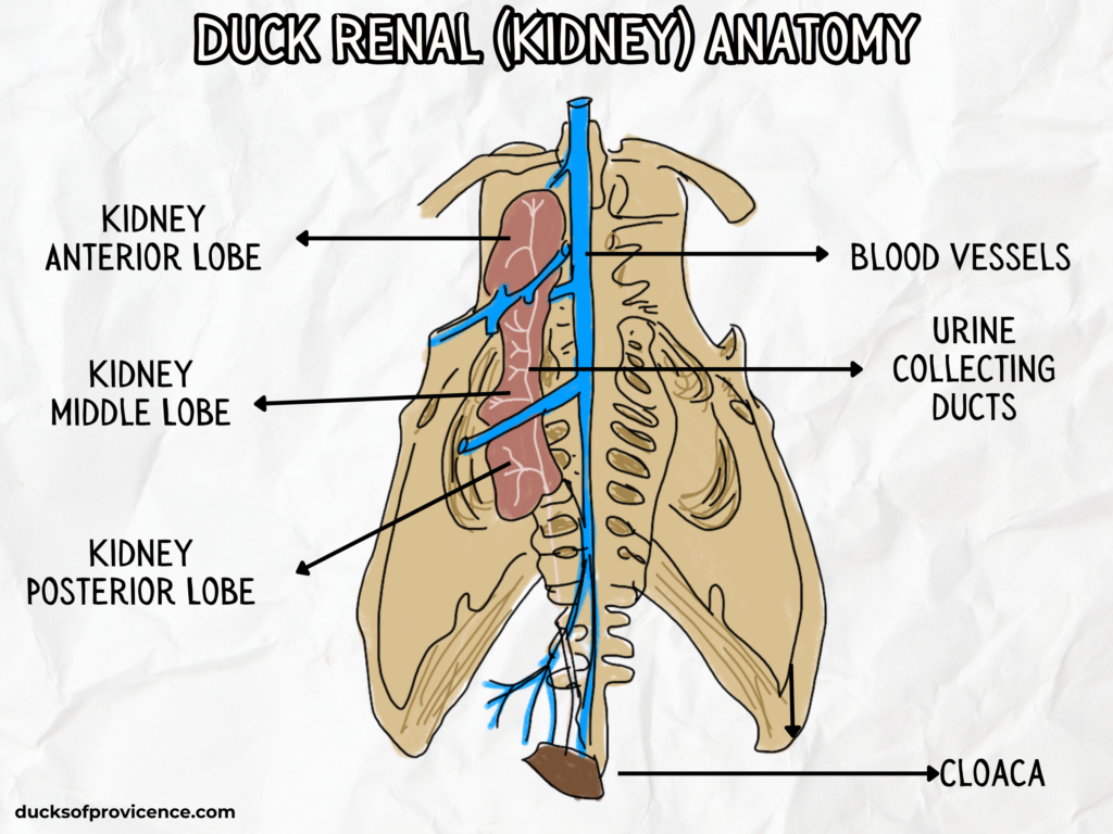 Renal failure in ducks: understanding the Duck renal (kidney) Anatomy first