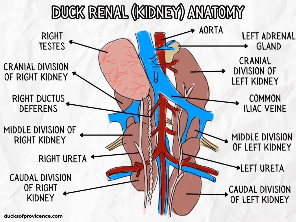 Duck renal (kidney) Anatomy