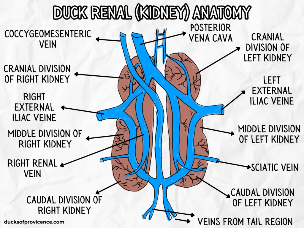 Duck renal (kidney) Anatomy