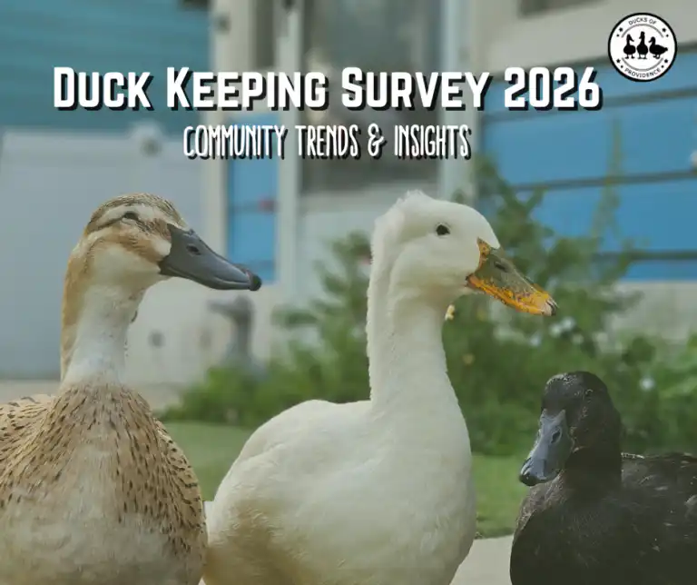 duck keeping survey 2026