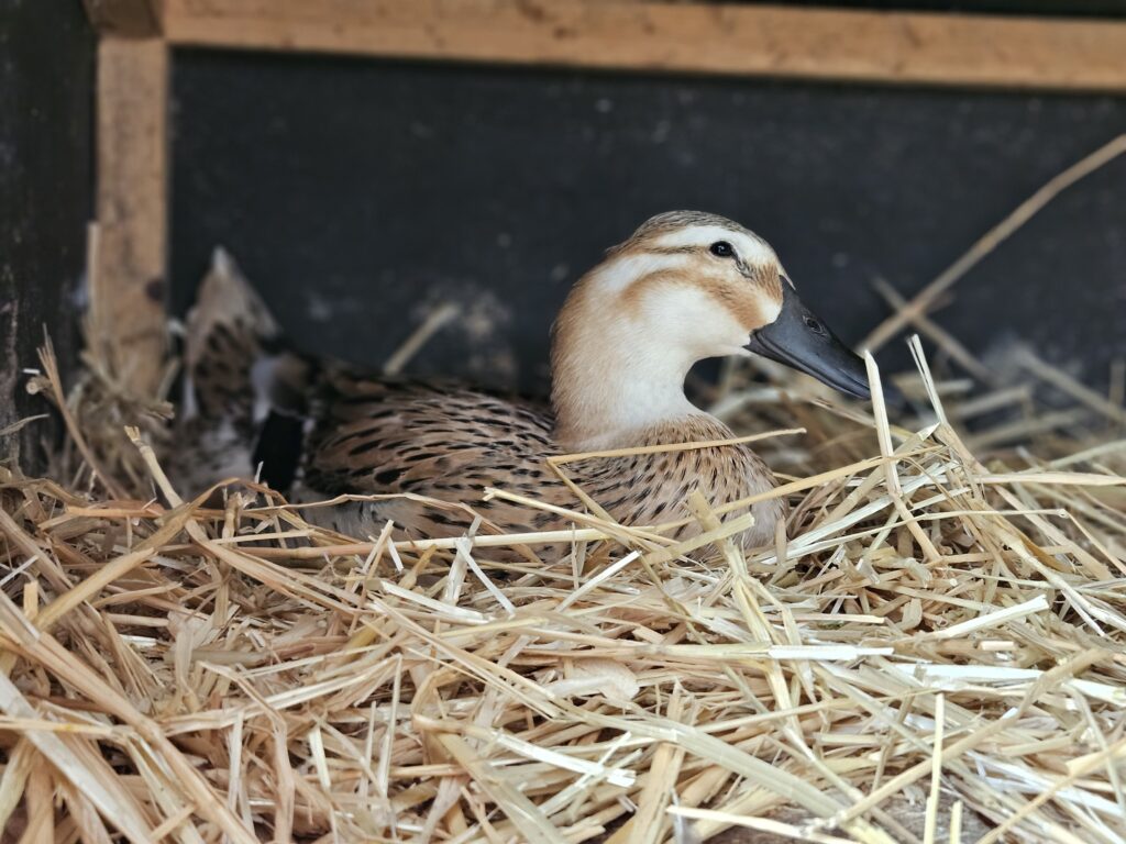 duck sitting on nest
